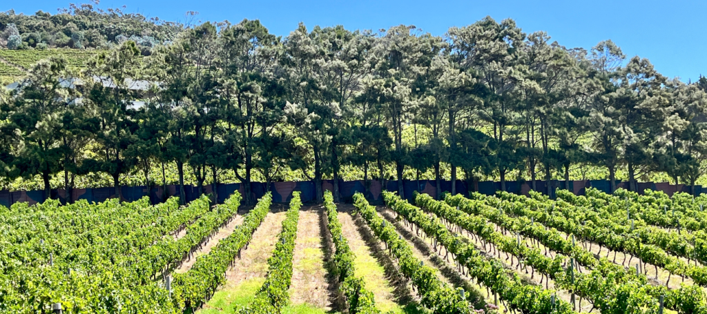 Rows of grape vines